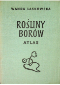 Rośliny borów Atlas