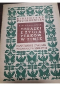Obrazki z życia ptaków w zimie , 1950 r.