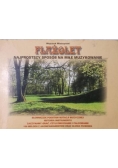 Flażolet