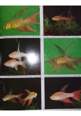 Atlas słodkowodnych ryb akwariowych
