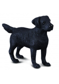 Pies Labrador