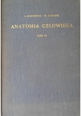 Anatomia człowieka Tom VI