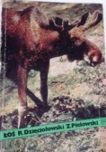 Łoś
