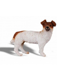Pies Jack Russell Terier