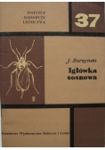 Igłówka sosnowa