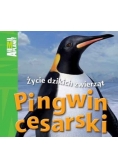 Życie dzikich zwierząt Pingwin cesarski