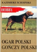 Ogar polski gończy pies