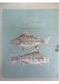 Ryba w Zalewie