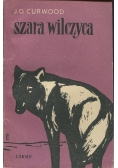 Szara wilczyca