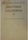 Anatomia człowieka V