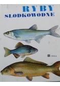 Ryby Słodkowodne