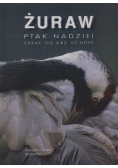 Żuraw. Ptak nadziei