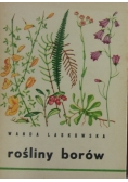 Rośliny borów