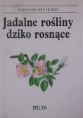 Jadalne rośliny dziko rosnące