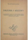 Drzewa i krzewy 1949 r.