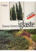 Drzewa i krzewy iglaste