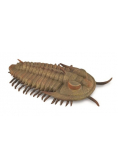 Redlichia Rex Trilobite