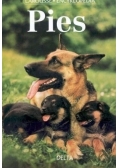 Pies