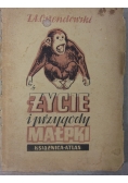 Życie i przygody małpki, 1947 r.
