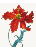 Karnet 17x14cm z kopertą Parrot Tulip