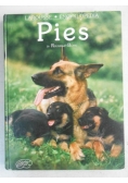 Pies