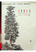 Jodła pospolita Abies alba Mill