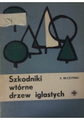 Szkodniki wtórne drzew iglastych