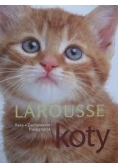 Larousse Koty zachowanie opieka anatomia