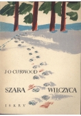 Szara Wilczyca