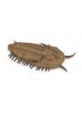 Redlichia Rex Trilobite