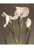 Karnet 17x14cm z kopertą Iris Kaempferi