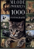 Młode zwierzęta 1000 fotografii