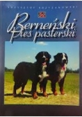 Berneński pies pasterski