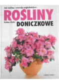 Rośliny doniczkowe