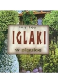 Iglaki w pigułce
