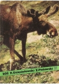 Łoś
