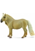 Klacz Falabella Mare Palomino