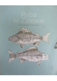 Ryba w Zalewie