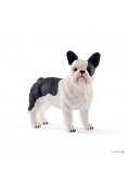 Buldog francuski