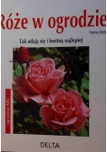 Róże w ogrodzie