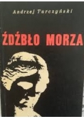 Źdźbło morza