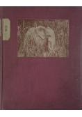 Lasy Ituri, 1928r.