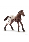 Źrebię rasy Appaloosa