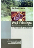 Wąż Eskulapa w Bieszczadach Zachodnich