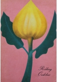 Rośliny ozdobne