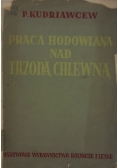 Praca hodowlana nad trzodą chlewną
