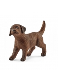 Labrador Retrieve szczeniak