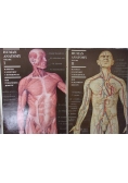 Human Anatomy, 2 tomy