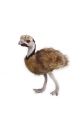 Emu