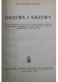 Drzewa i krzewy 1949 r.